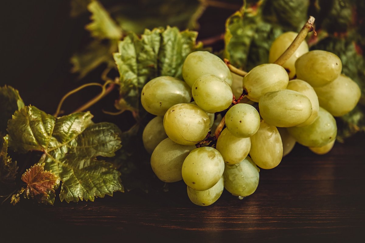 Осенний уход за виноградом — Ботаничка