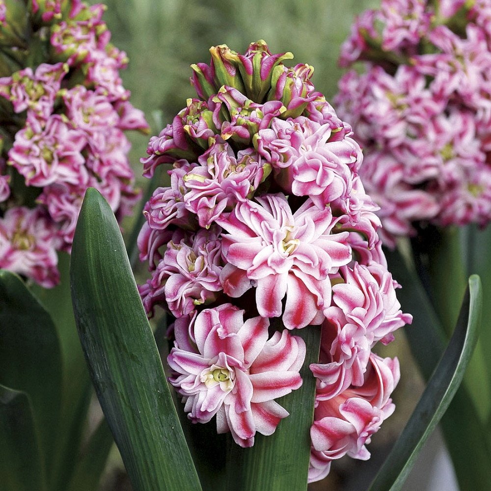 hyacinthus-double-eros