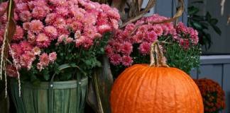 Осенние цветы для контейнерного сада