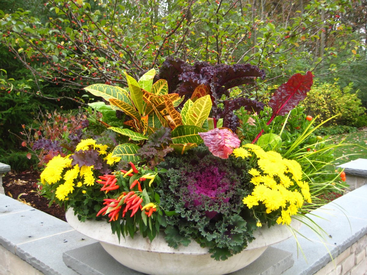 Осенние цветы для контейнерного сада. Название. Фото — Ботаничка