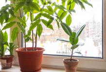 Особенности зимовки комнатных растений