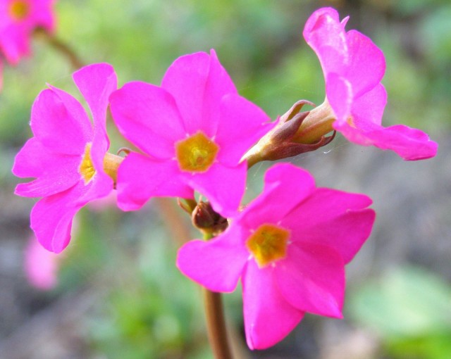 Примула розовая, декоративная форма грандифлора (var. grandiflora)