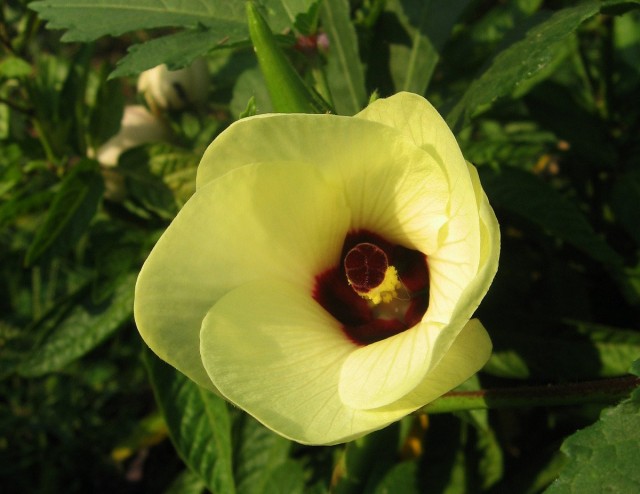 Цветок бамии