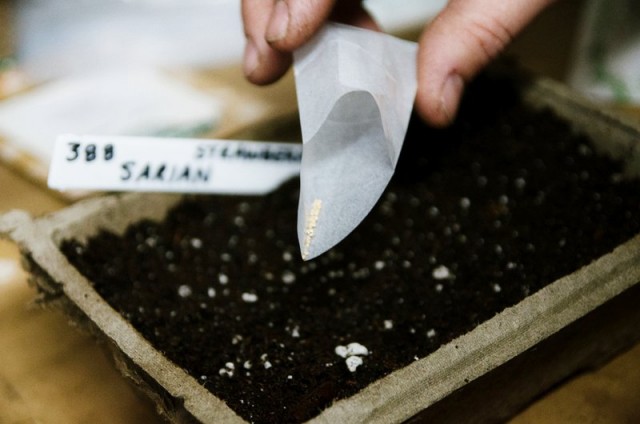 Сеять малочисленные или экзотические семена нужно в контейнеры или кассеты и размещать в условиях, имитирующих природные