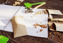 6 правил стратификации семян в домашних условиях