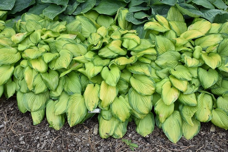 Hosta-Stained-Glass-2_1