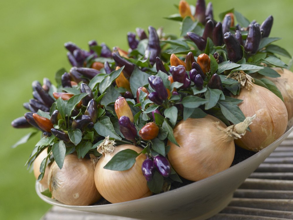 Комнатный острый перец — сорта и особенности выращивания. Уход в домашнихусловиях. Фото — Ботаничка