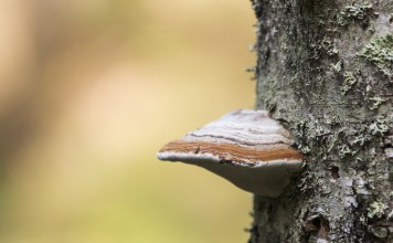 Грибы-паразиты на деревьях — профилактика и меры борьбы