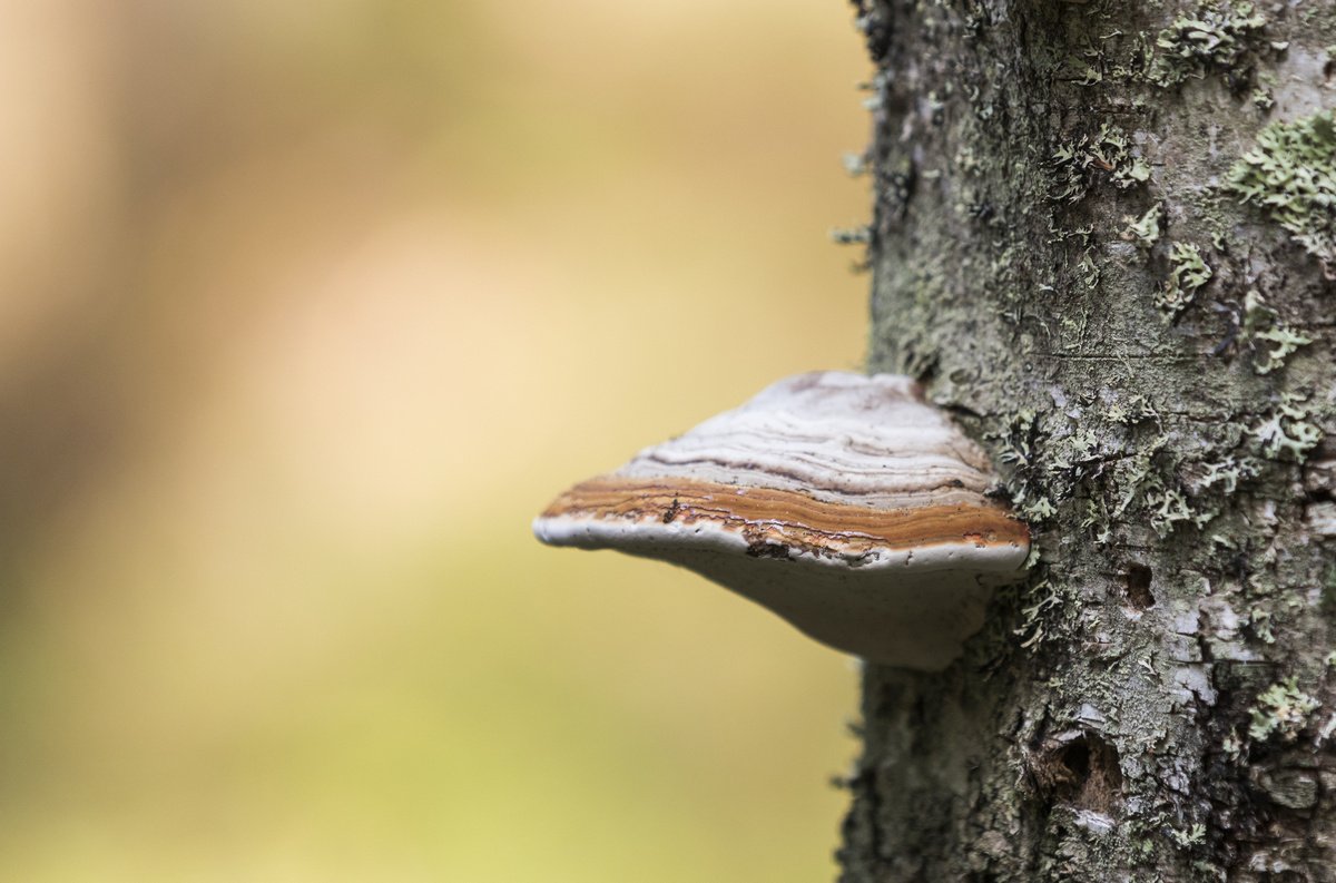 что за грибы растут на деревьях