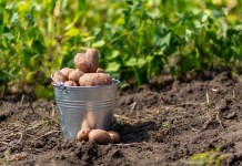 5 причин, почему я больше не сажаю картошку