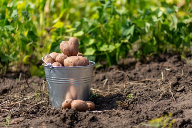 5 причин, почему я больше не сажаю картошку 