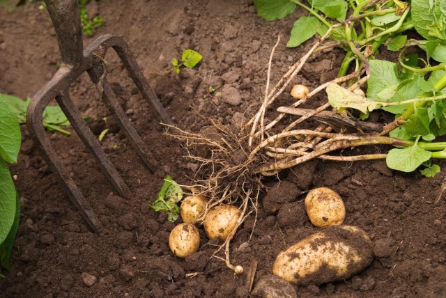 5 причин, почему я больше не сажаю картошку — Ботаничка