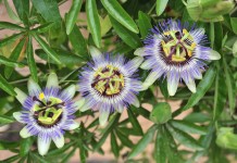 Пассифлора голубая (Passiflora caerulea)