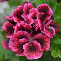 Пеларгония крупноцветковая (Королевская пеларгония - Pelargonium grandiflorum)