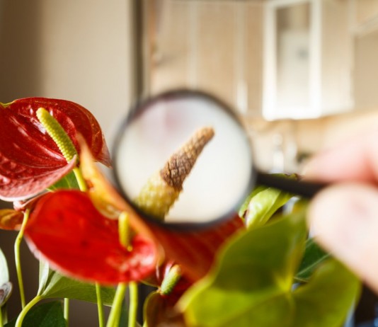 Погибает комнатное растение — 8 возможных причин