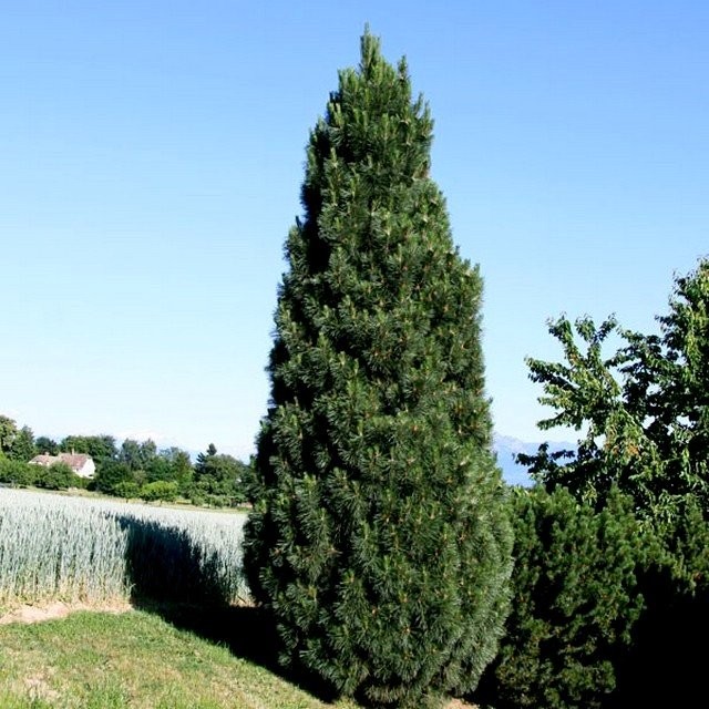 Сосна чёрная «Пирамидалис» (Pinus nigra Pyramidalis)