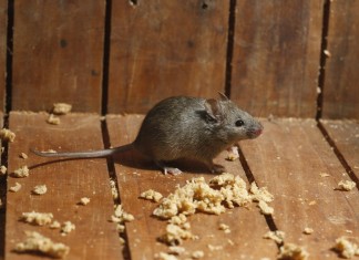 Мыши и крысы в доме и хозяйстве приносят множество проблем