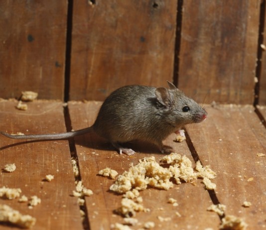 Мыши и крысы в доме и хозяйстве приносят множество проблем