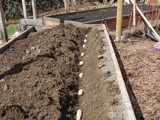 Даже на самых никудышных почвах можно вырастить отличный урожай картошки, высаживая её в высокие грядки