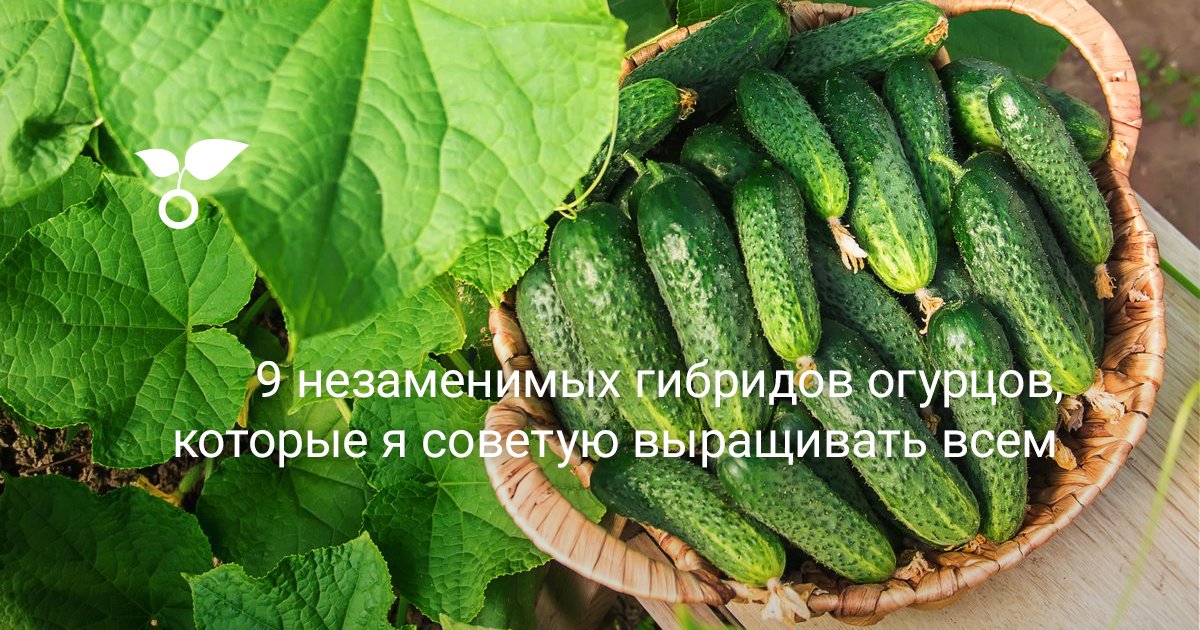 Сорта огурцов для Нижегородской области названия, фото, описание