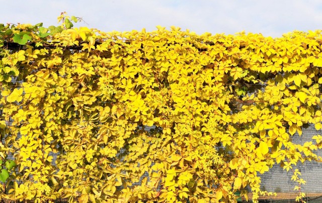 Дивичий виноград «Желтая стена» (Yellow Wall)