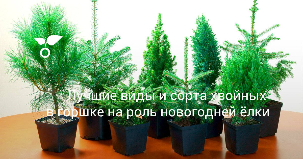 Как вырастить ель: технологии посадки и ухода, обзор способов размножения