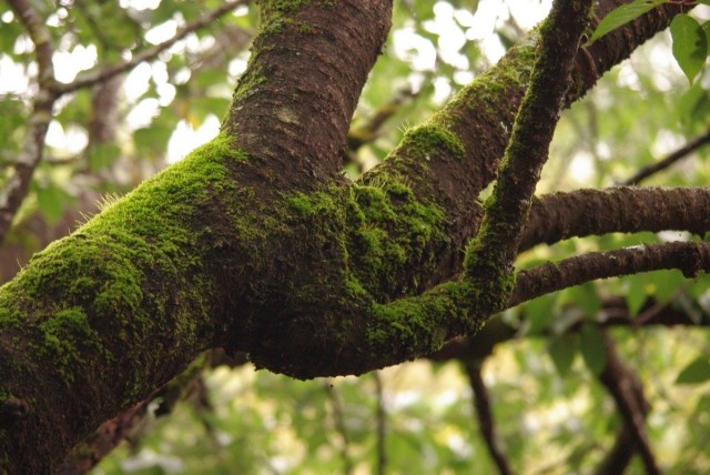 Мох на дереве - прекрасное укрытие для различных вредителей, личинок, бактерий и спор паразитирующих растений