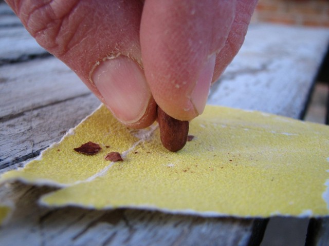 Для скарификации крупные семена можно потереть на напильнике, наждачной бумаге или даже пилочке для ногтей