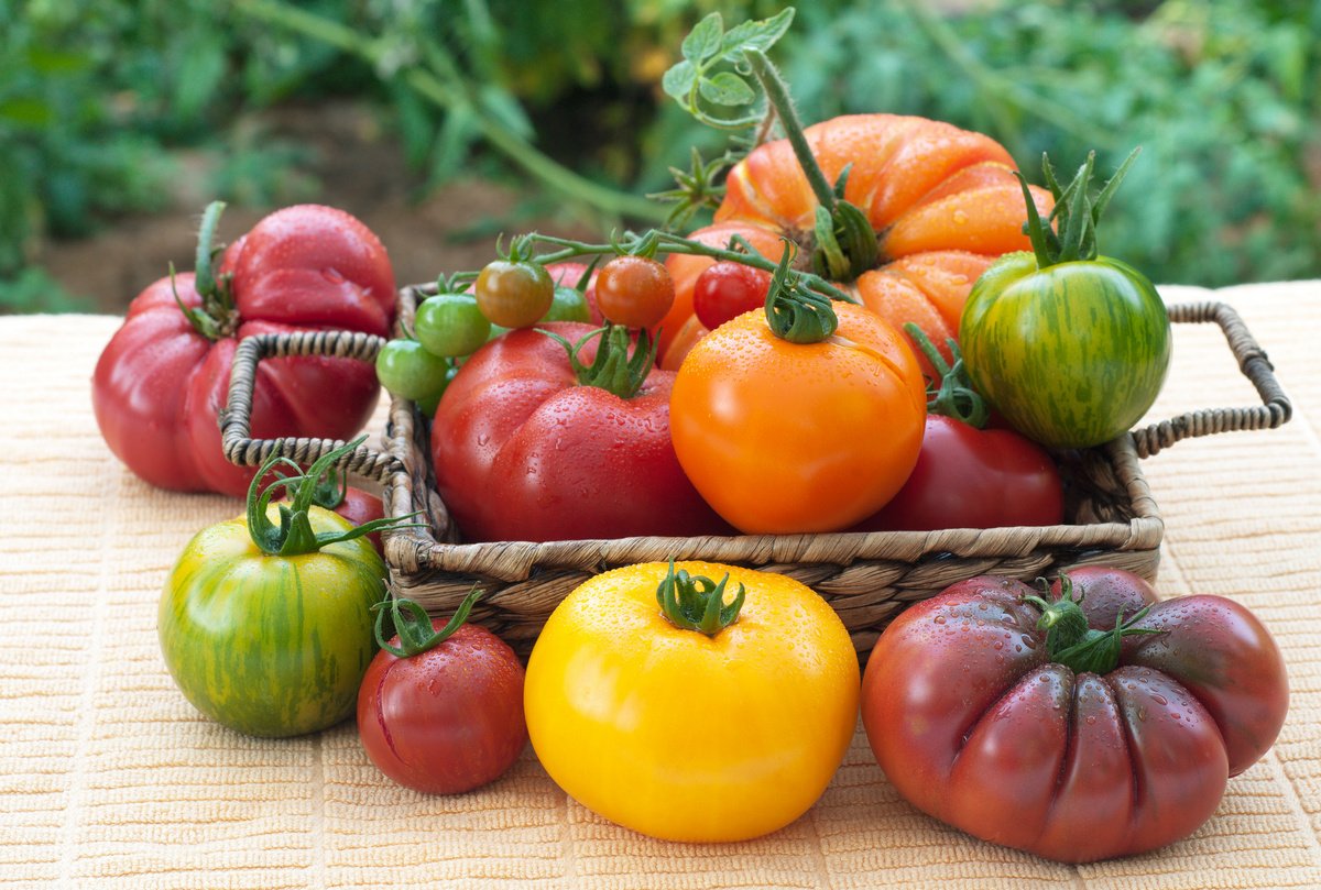 11 интересных сортов томатов, которые я вырастила в этом году. Описание.Фото — Ботаничка
