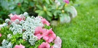 10 самых надёжных однолетних цветов для вашего сада