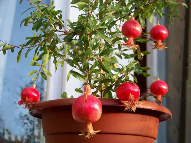 Гранат (Punica granatum)