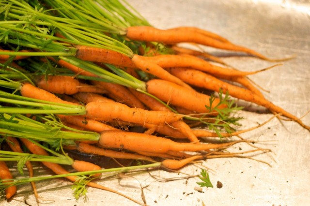 Морковь небольшого размера отличается нежным, сладким вкусом