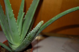 Алоэ вера (Aloe vera)