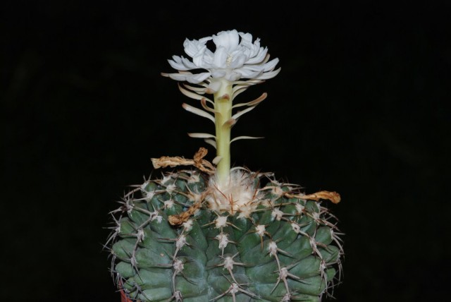 Дискокактус семиколючковый (Discocactus heptacanthus)