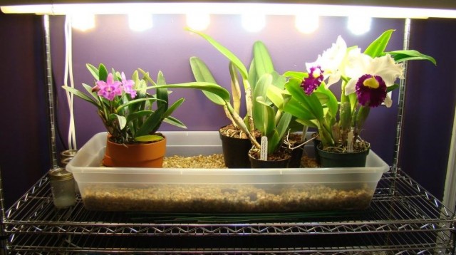 Для растений важно не только количество света, но и качество