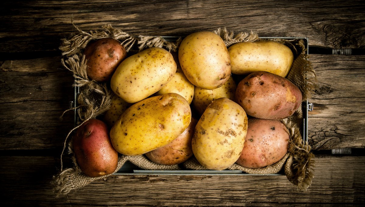 Почему гниёт картофель при хранении, и как этого избежать? Болезни картофеля.Меры защиты. Фото — Ботаничка