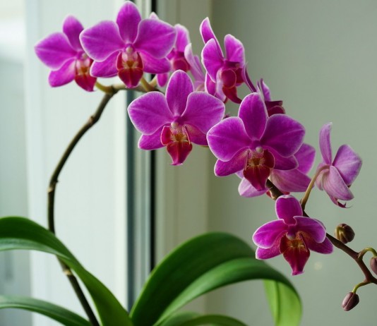 Как заставить орхидею зацвести? 6 полезных советов