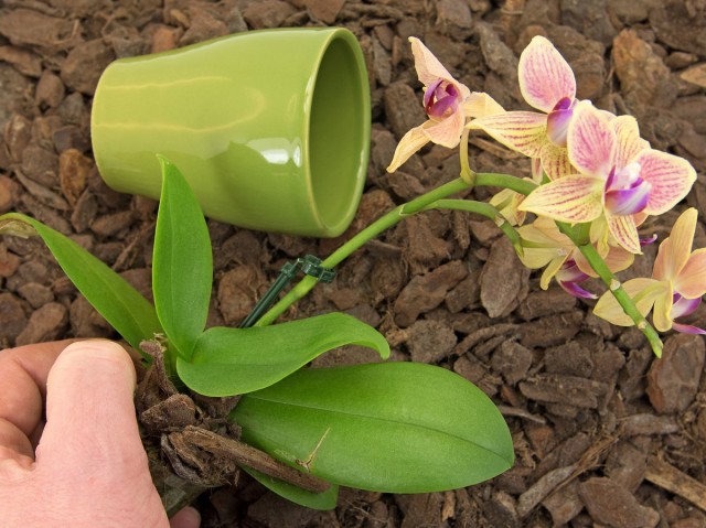 Очень важно подобрать правильную ёмкость, в которой будет расти орхидея