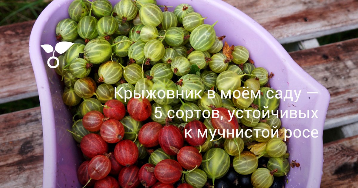 Крыжовник мукуринес описание сорта фото