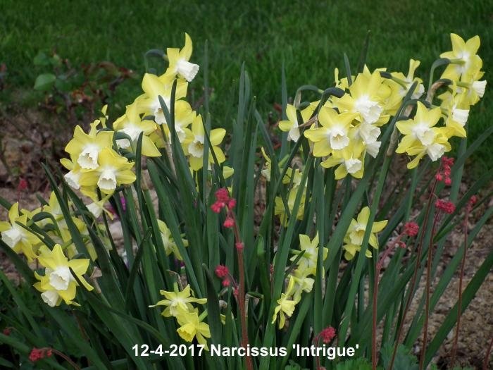 narcissus-intrigue-2_1