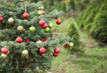 Рождественское дерево в саду — лучшие хвойные породы, виды и сорта