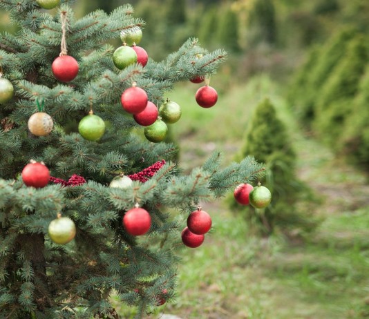 Рождественское дерево в саду — лучшие хвойные породы, виды и сорта