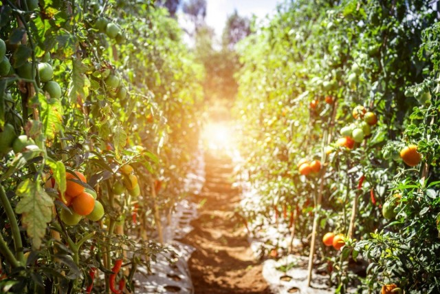 Какие сорта томатов мы рекомендуем выращивать в сезоне 2019