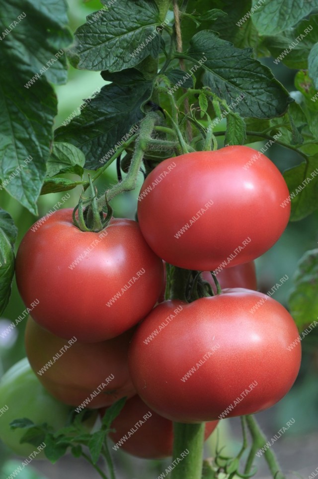 Начав плодоносить в июле, «Пузатики» буквально завалят вас плодами: под пленочными укрытиями с каждого растения снимают по 3,0-3,5 кг плодов
