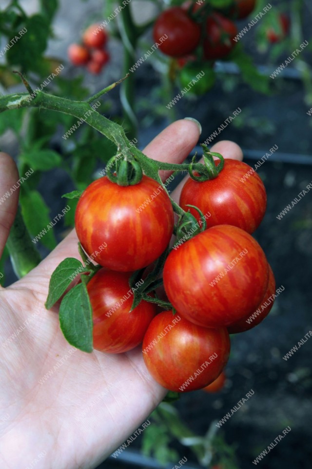 Мощный индетерминантный куст коктейльного томата «Тигренок» уже с июня начинает привлекать внимание экзотической окраской зеленых и созревающих плодов