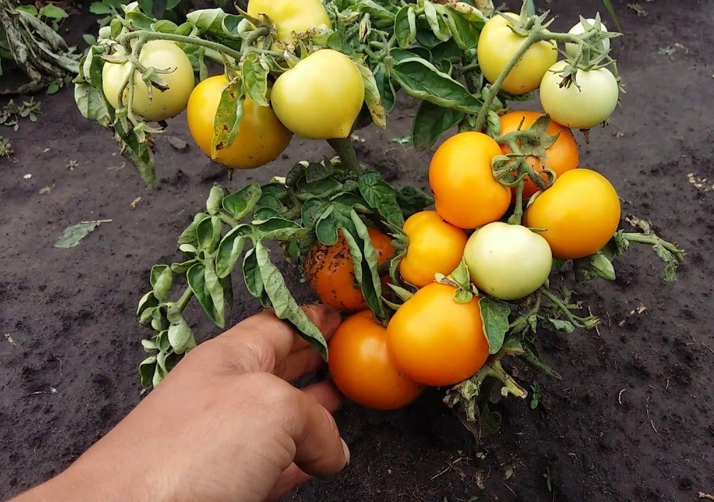 Сравнительная таблица лучших сортов и гибридов красных высокорослых томатов