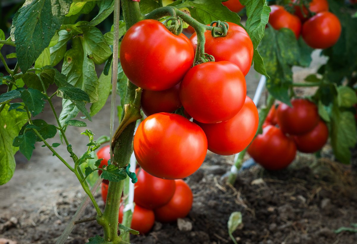 Выращиваем томаты без рассады — сорта, преимущества и недостатки метода.Агротехника — Ботаничка