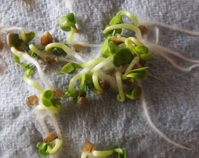 Проращивание семян во влажных салфетках - простой способ проверить их всхожесть