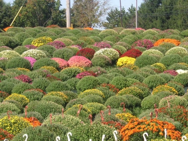 Выращивание хризантем является одним из наиболее привлекательных направлений цветочного бизнеса