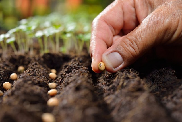 Подготовка собственноручно собранных семян к посеву - обязательный этап выращивания здоровой рассады